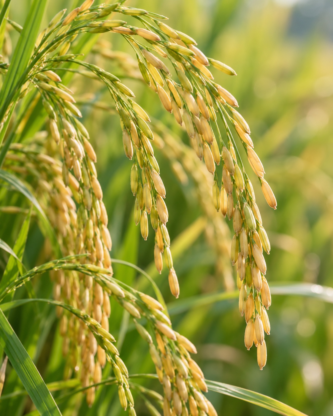 Ripening rice panicles in soft natural light